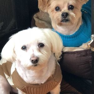 Meet your Posher, Marilyn